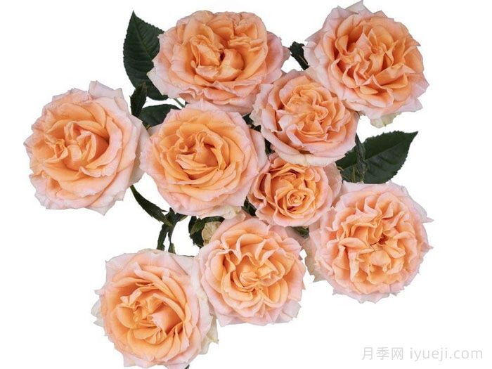 斐波那契奥里斯月季Fibonacci Aureus(图2)