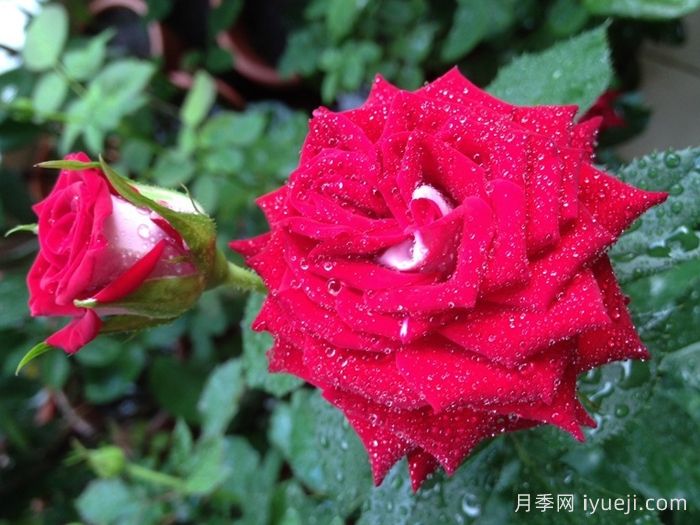 自由钟月季/费城自由之钟Liberty Bell(图1)