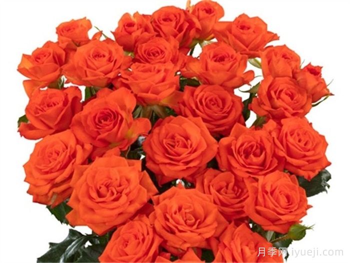 费里尼月季/费利尼Fellini(图1)