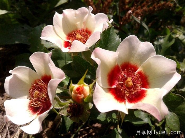 粉彩巴比伦眼睛月季/粉彩月季Pastel Babylon Eyes(图2)