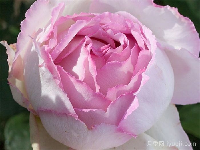 粉色伊芙伯爵月季/粉伯爵Pink Yves Piaget(图1)