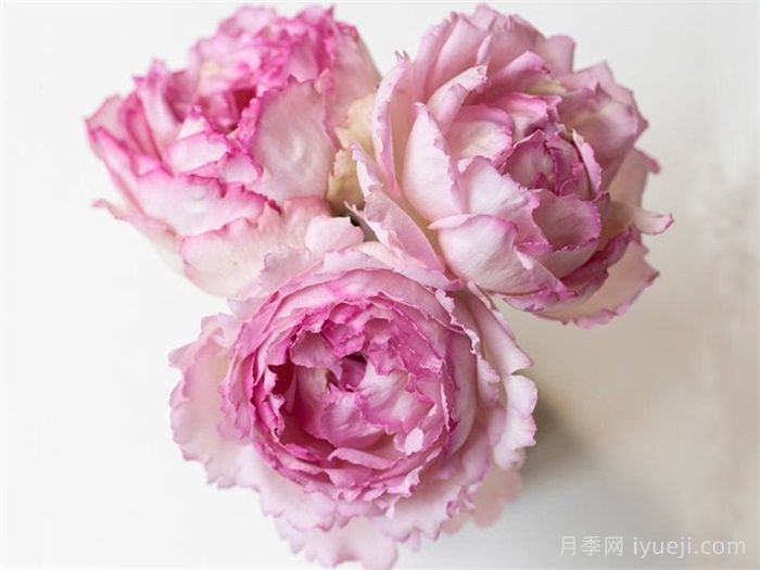 粉色伊芙伯爵月季/粉伯爵Pink Yves Piaget(图2)