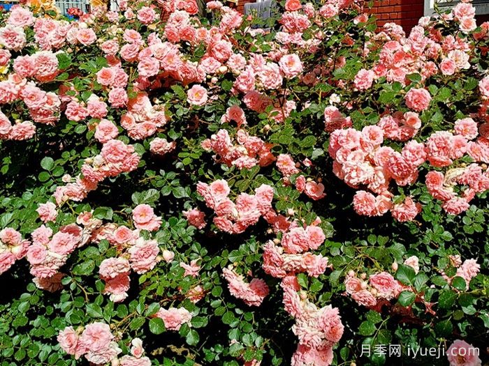 粉色回忆月季(图2)