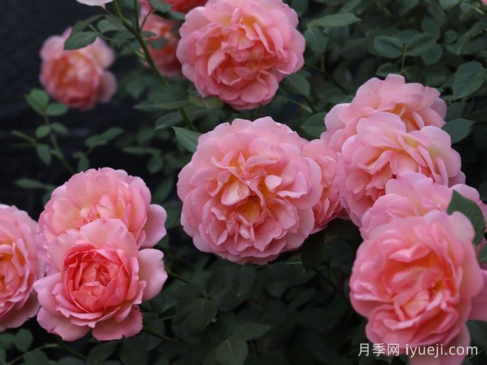 粉姬月季/粉公主月季Pink of Princess(图1)