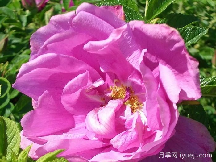 粉红跑者月季/粉红走鹃Pink Roadrunner(图2)