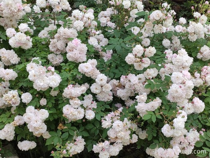 粉红努塞特月季/诺瓦塞特Blush Noisette(图2)