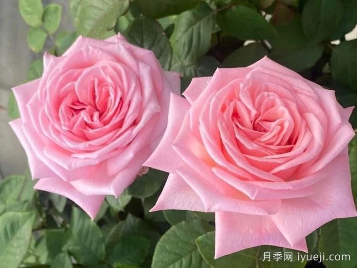 粉色哈娜月季/粉红欧哈娜/粉荔枝玫瑰Pink O′Hara(图2)