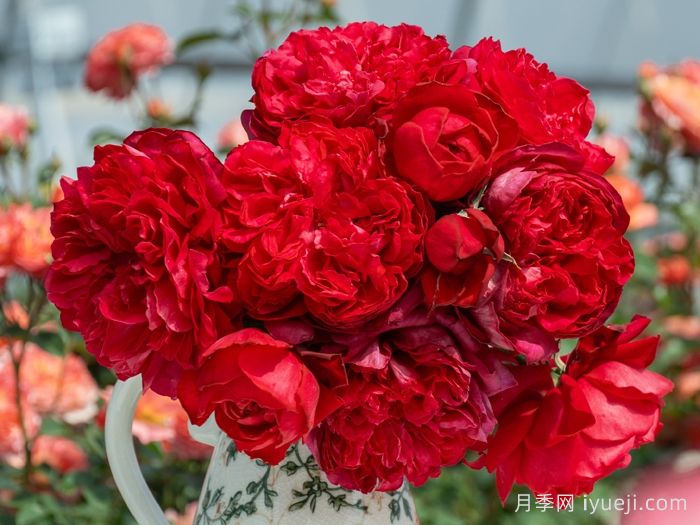 凤凰台月季(图1)