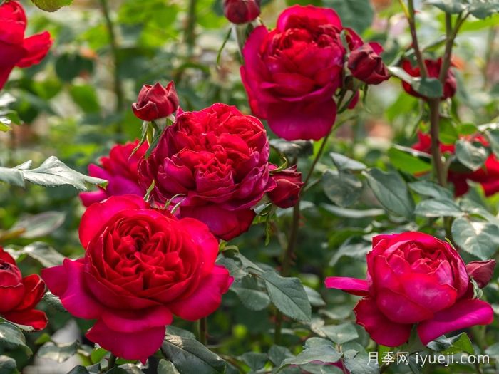 凤凰台月季(图3)