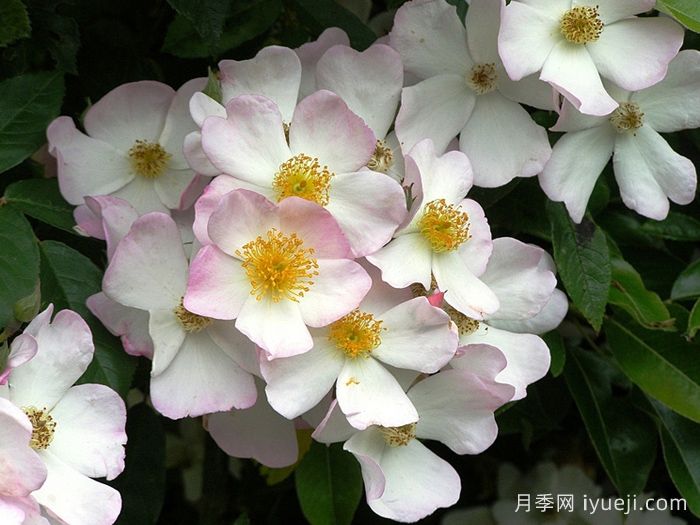 弗朗西斯莱斯特月季Francis E. Lester(图1)