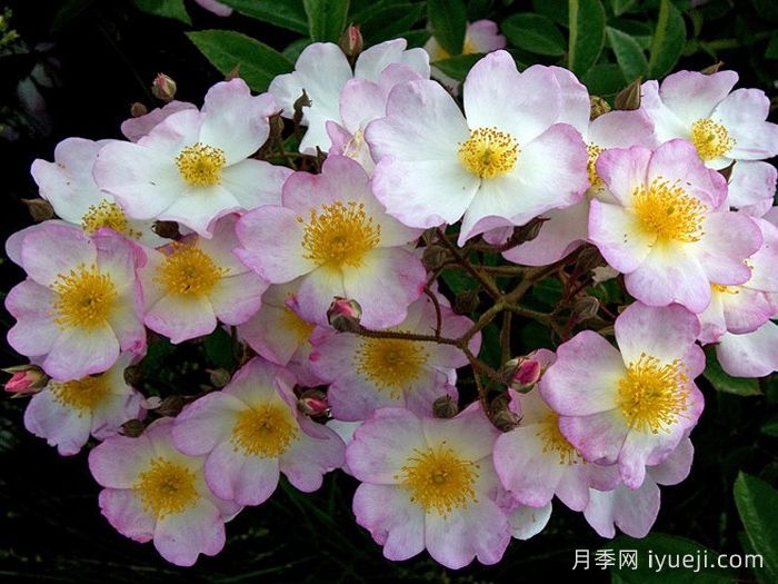 弗朗西斯莱斯特月季Francis E. Lester(图2)