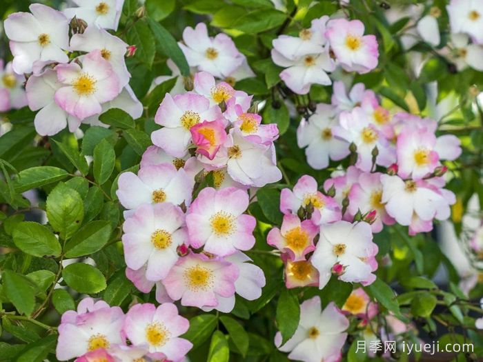 弗朗西斯莱斯特月季Francis E. Lester(图3)