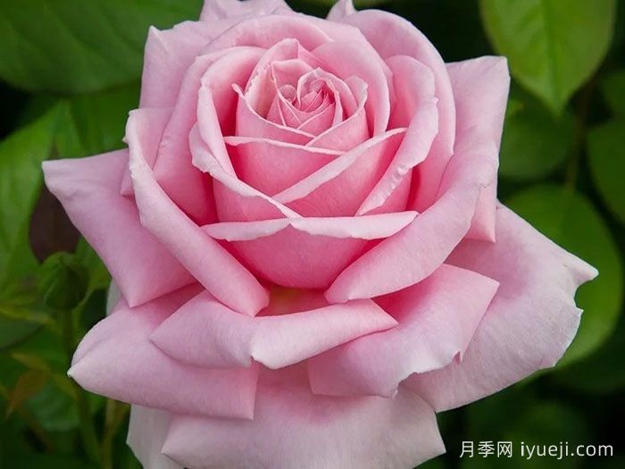 弗雷德里克米斯塔尔月季/米斯特拉香水/儿童玫瑰Frederic Mistral(图2)