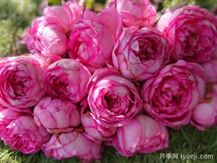 浮世月季Uki-Yo(图3)