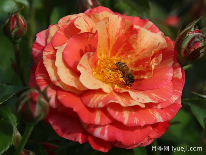 弗里达卡罗月季Frida Kahlo(图2)