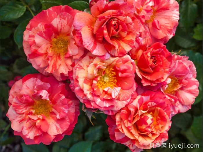 弗里达卡罗月季Frida Kahlo(图3)