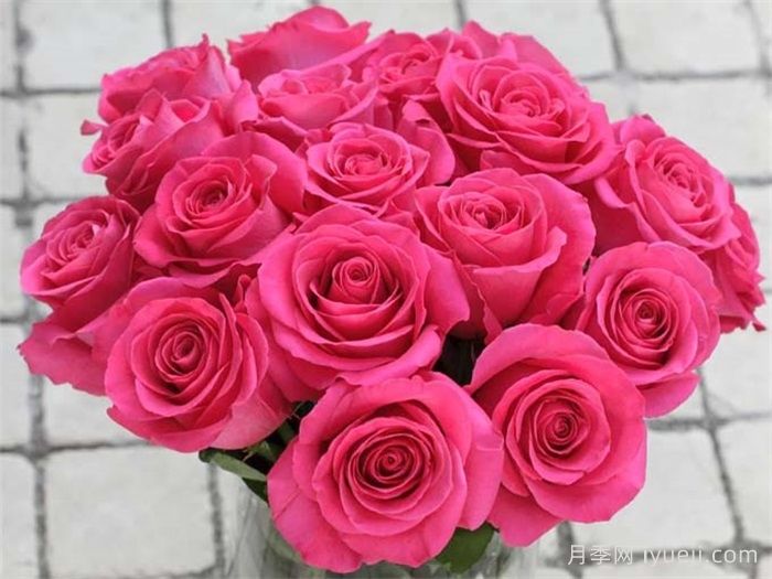 弗洛伊德月季/粉色梦境Pink Floyd(图1)