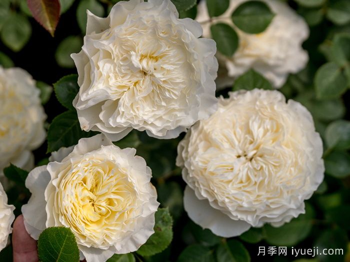 浮光月季(图3)