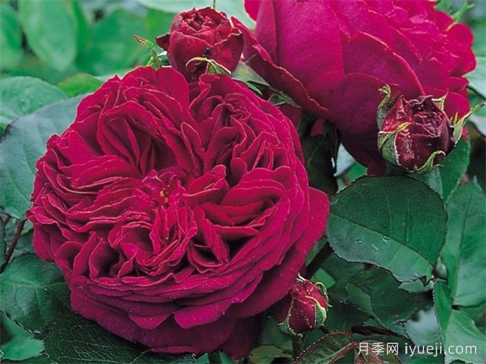 福斯塔夫月季Falstaff(图1)