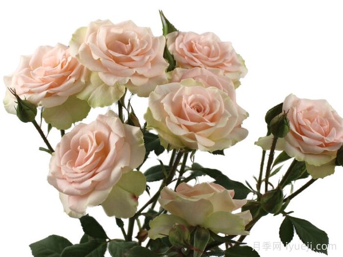 感谢之花月季Merci Blossoms(图1)