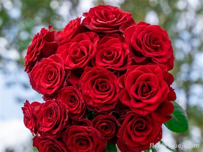 高原红月季(图1)