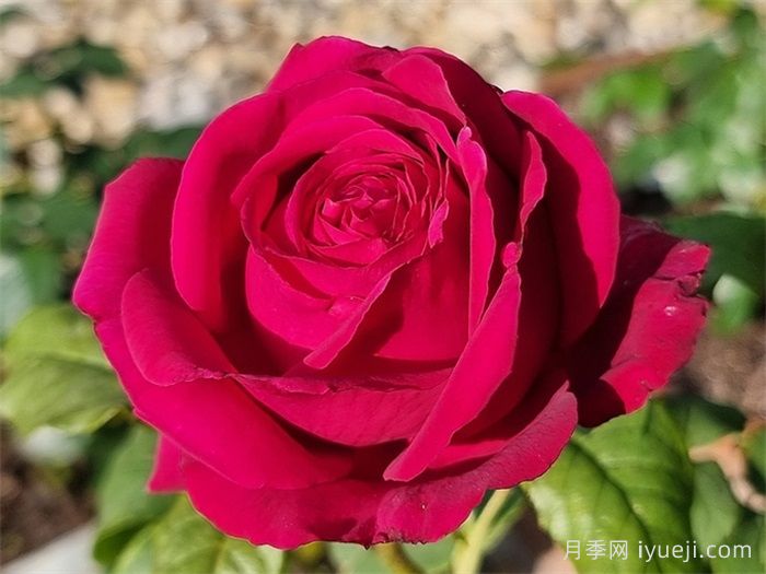 歌德之花月季/歌德玫瑰/纯粹诗歌Johann Wolfgang von Goethe(图2)