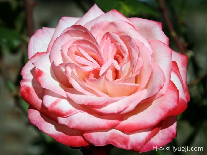 卡巴莱月季/歌舞表演月季Cabaret(图1)