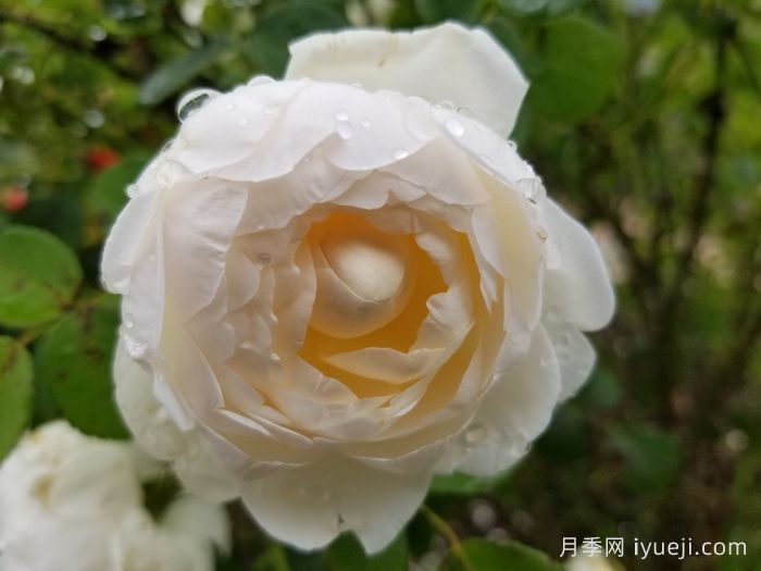 格拉姆斯城堡月季Glamis Castle(图2)