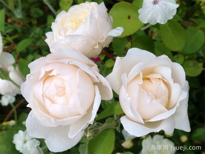 格拉姆斯城堡月季Glamis Castle(图3)