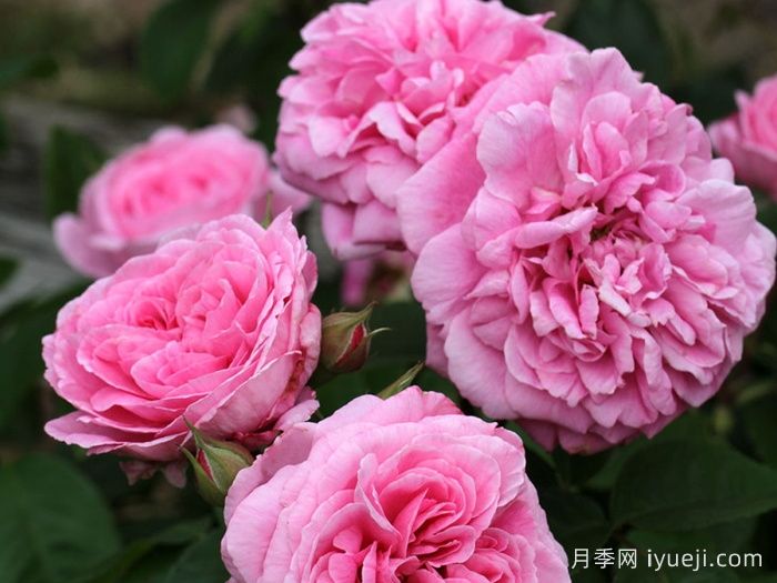 格特鲁德杰基尔月季/葛楚德杰基尔Gertrude Jekyll(图2)