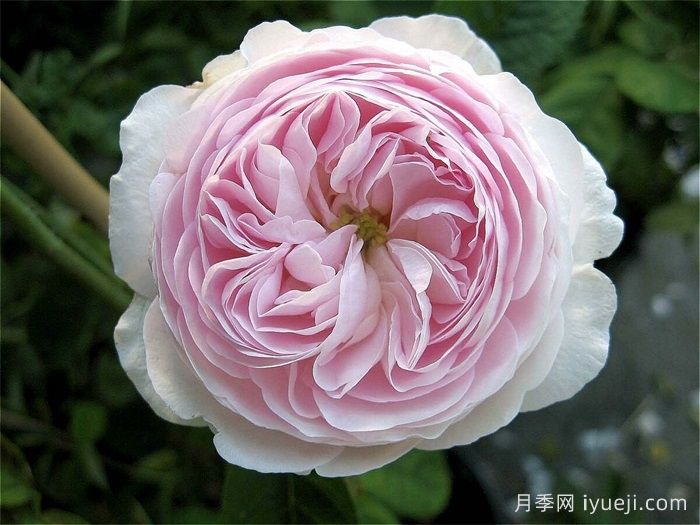 公爵夫人蒙特贝罗月季Duchesse de Montebello(图1)