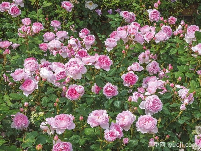 古代水手月季/凯尔姆斯科特月季The Ancient Mariner(图5)