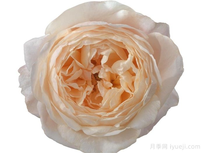 古利亚夫人月季Madame Gulya(图2)