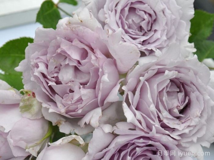 光之天使路西法月季/路西法Lucifer(图1)