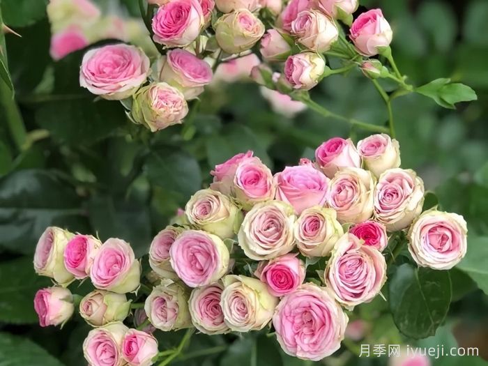 小伊甸园月季Mimi Eden(迷你伊甸园)推荐(图1)