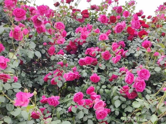 藤本月季该如何修剪？南阳基地告诉你方法(图1)