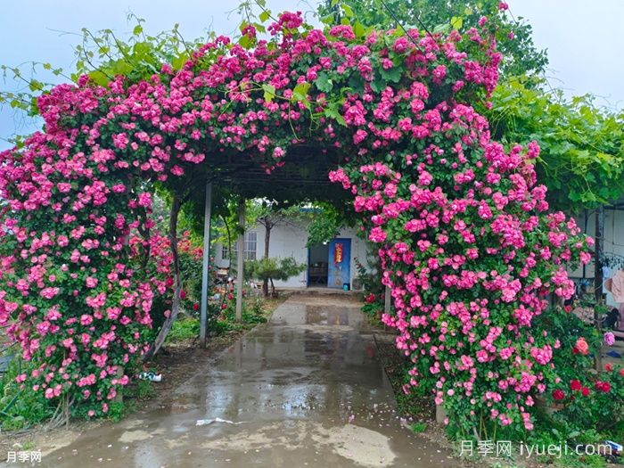 藤本月季该如何修剪？南阳基地告诉你方法(图3)