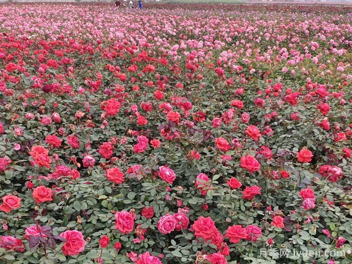 商丘大花月季苗生长期间怎样管理？(图2)