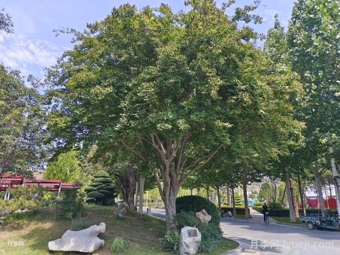 苗木到底应该怎么修剪？(图1)