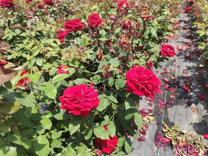 月季越夏如何管理？(图1)