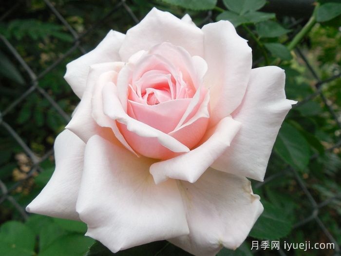 花美色艳，十款是公认的开花机器(图1)