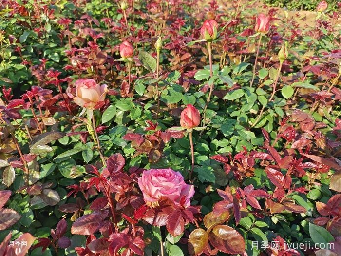 月季施肥不踩坑，月季施肥原则和周期(图1)