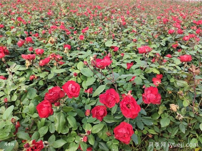 月季施肥不踩坑，月季施肥原则和周期(图2)