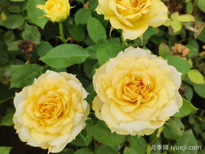 50种经典切花月季品种，实现玫瑰瓶插自由(图9)