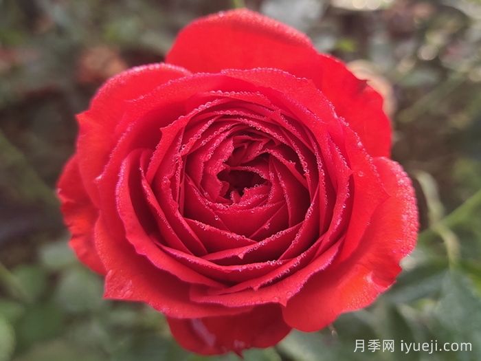 50种经典切花月季品种，实现玫瑰瓶插自由(图1)