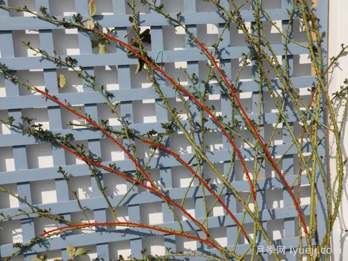 藤本月季不开花？春季横拉修剪抹芽很关键(图1)