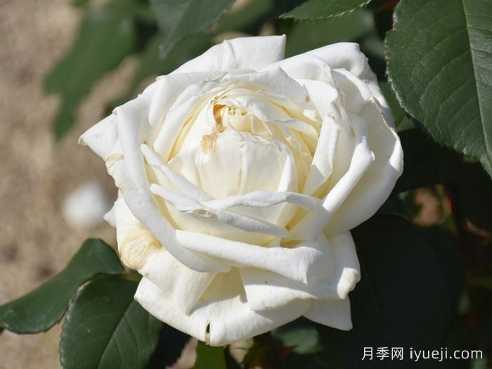 分享50个浓香四溢的月季品种(图6)