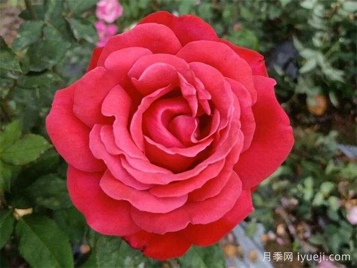 红粉世家月季(图1)
