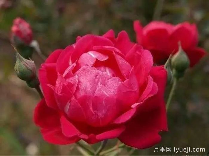 赤龙含珠月季(图1)