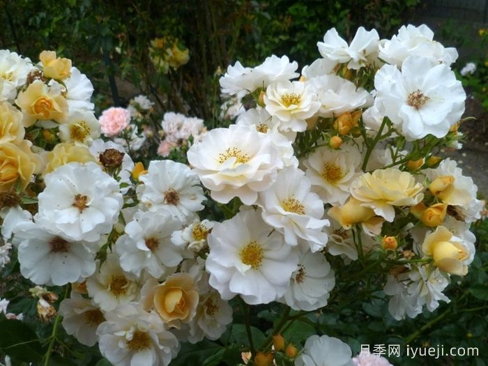 双人舞月季Pas de Deux(图2)